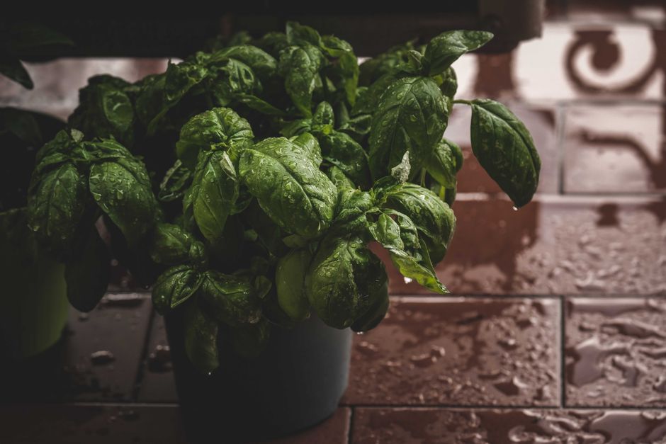 Herbs And Botanicals: A Cautious Look: A Simple Checklist