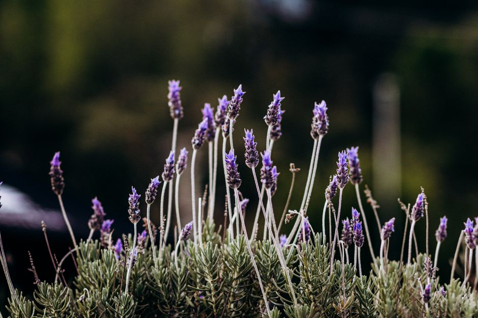 Holding On to Daylight, Time Outdoors And The Body Clock Over Time, Step by Step
