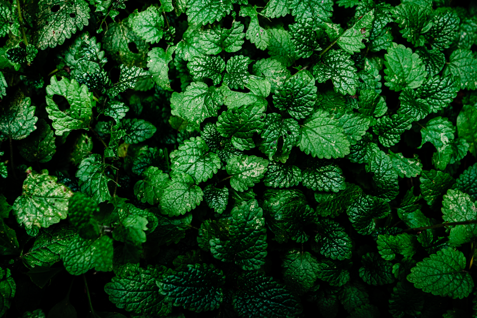 Holding On to Herbs And Botanicals: A Cautious Look Over Time, Minus the Overwhelm