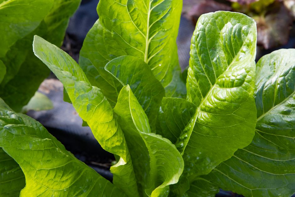 Iron, B12 And The Nutrients Worth Testing as the Years Add Up, on a Normal Week