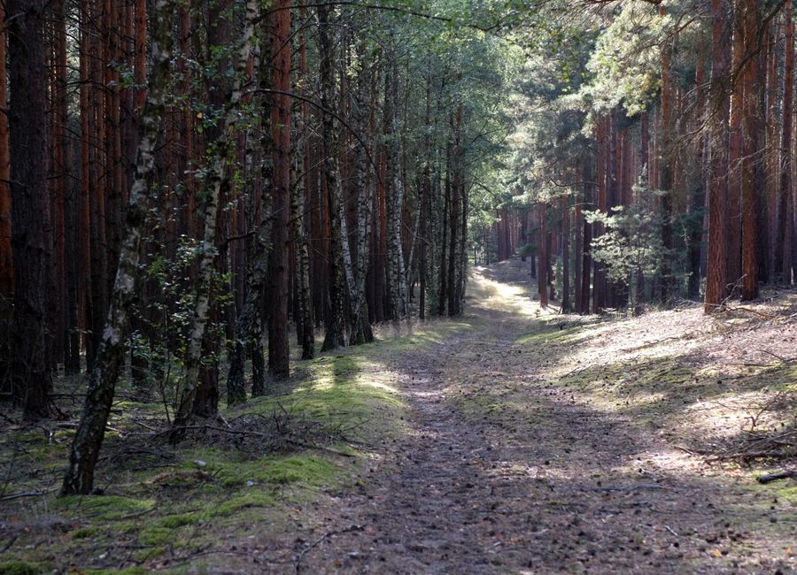 Wellness Without Perfectionism for Busy People