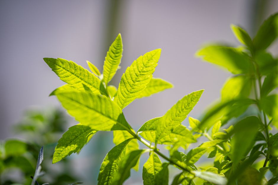 Working Herbs And Botanicals: A Cautious Look Into a Busy Week, the Honest Way